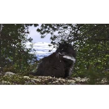 Amazon.co.jp: 岩合光昭の世界ネコ歩き ノルウェー DVD【NHK